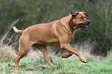 TOSA INU 496